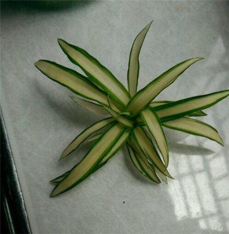 姘村煿鍗峰彾鍚婂叞,閲戦奔鍚婂叞姘村煿