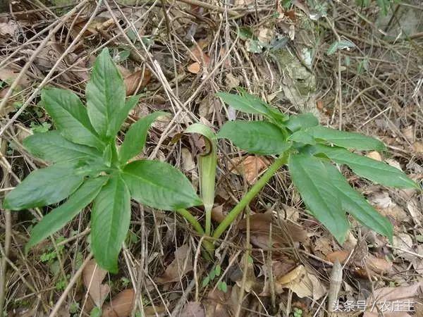 2018药材走势,2017年医药股走势