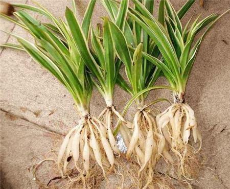 姘村煿鍗峰彾鍚婂叞,閲戦奔鍚婂叞姘村煿