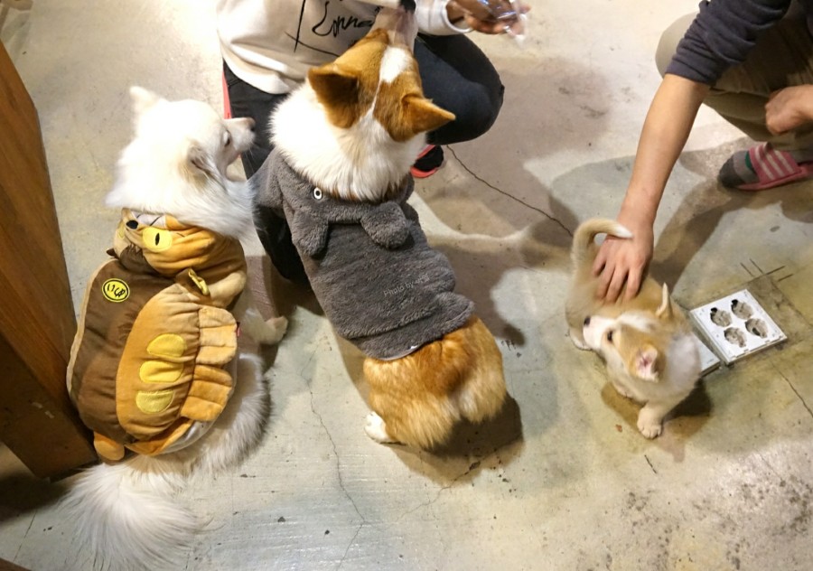 就连文艺女青年也找不到的史诗级咖啡店，因为它们真的藏在角落里