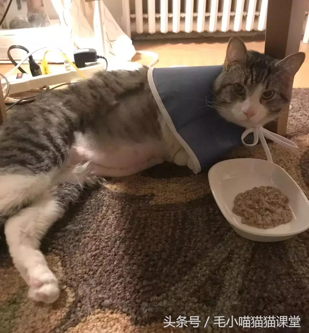 女子花巨资救助猫,女主人尿毒症捐肾