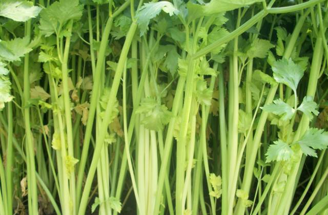 青岛最值得去的特产推荐,青岛最正宗的特产是什么