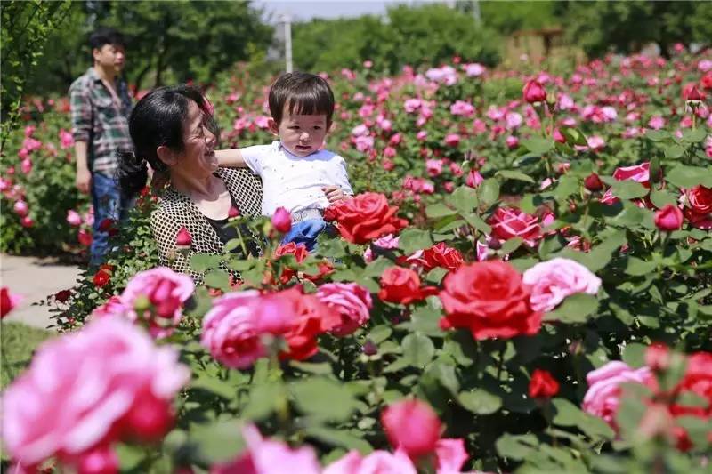 泰达能看花的地方,泰达观赏草基地