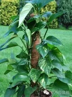 绿萝为什么不扎根绿萝柱,绿萝柱的绿萝是一般品种吗