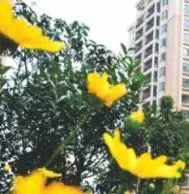 昆明3360套公租房分配工作启动,昆明市今年新增公租房有哪些