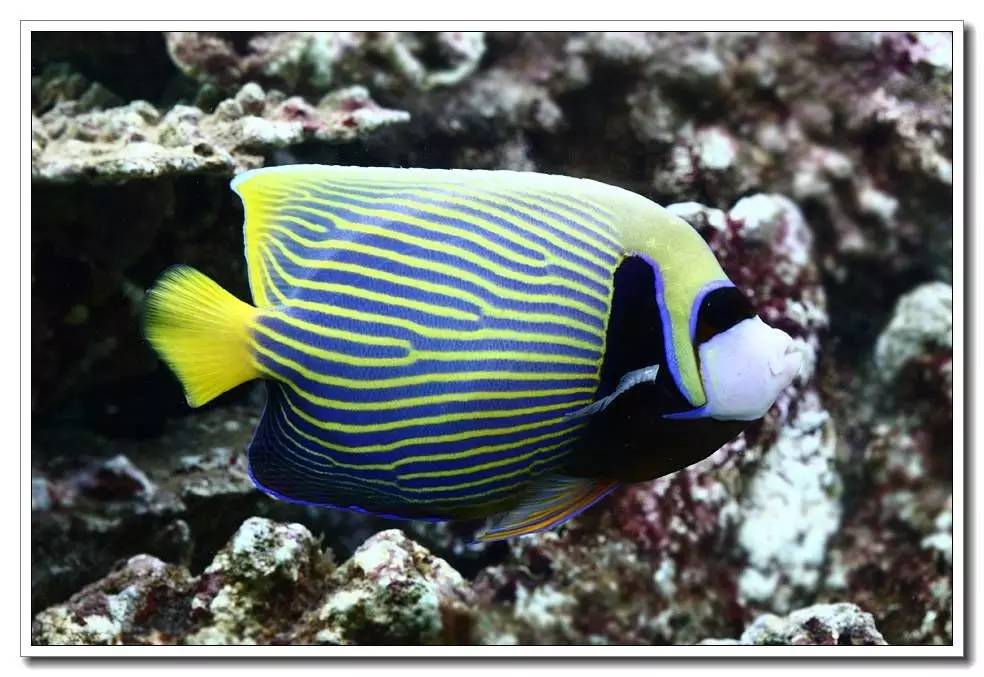 海水养殖鱼类疾病与防治手册内容,海水观赏鱼养殖技术书籍