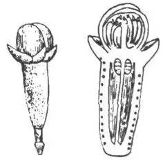 普及中药知识点,丁香中药记忆口诀