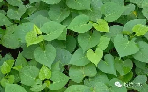 最近,这两种菜在增城大量出售,吃了后居然会