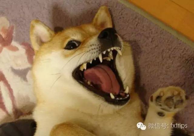 去日本带回来什么礼物,去日本送朋友什么礼物