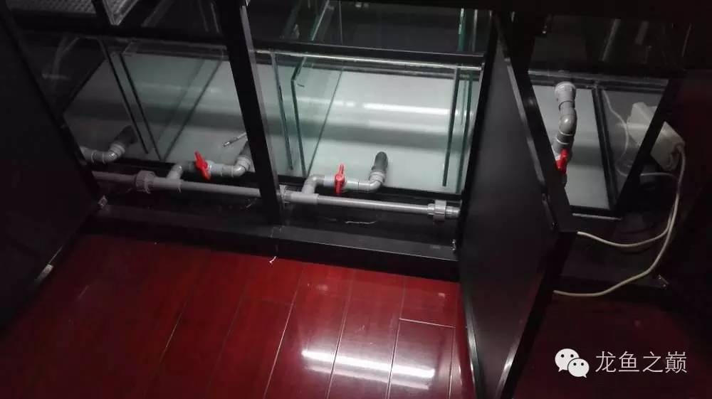 超级白，超会做，这才叫养鱼！