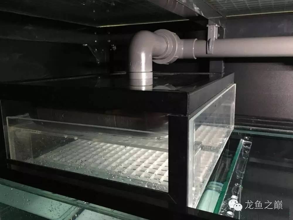 超级白，超会做，这才叫养鱼！