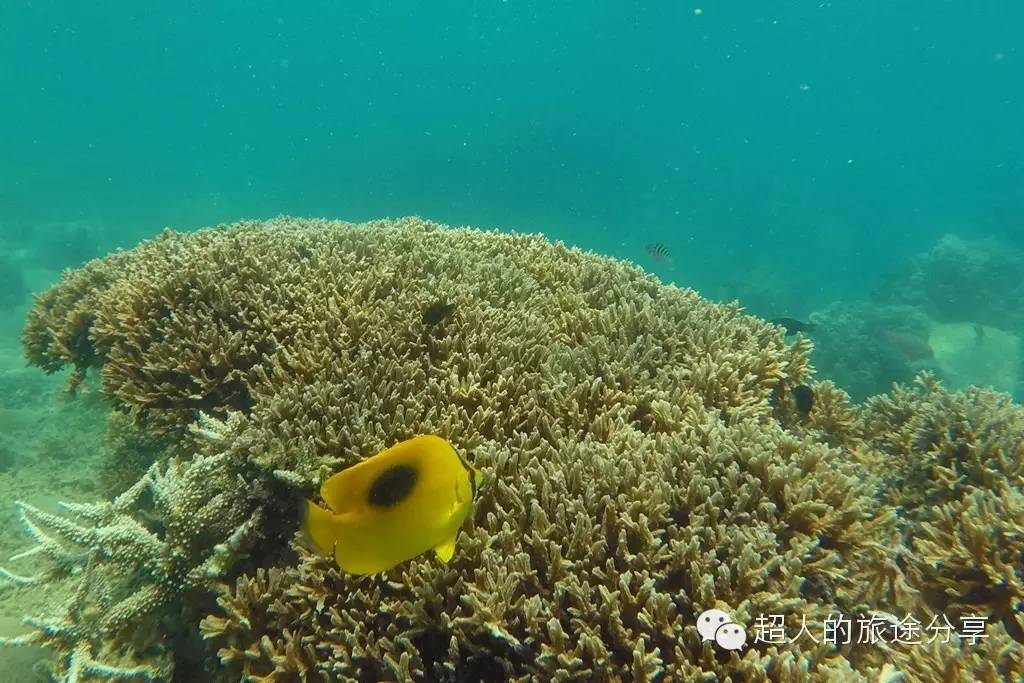 潜水芽庄,芽庄哪个岛适合潜水