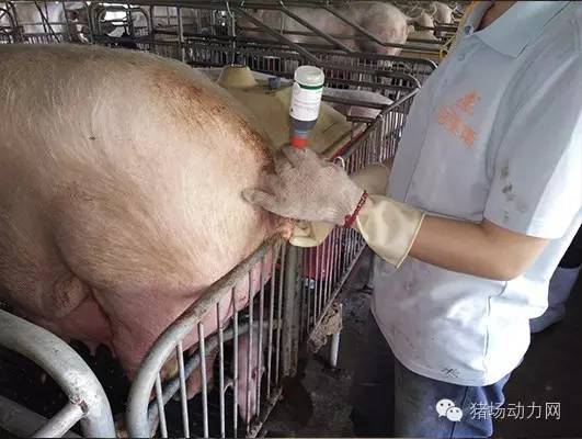 母猪产后应急解决方案,母猪产后流脓不吃食