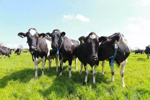 彰显国际品质,爱尔兰可睿心荣耀发布