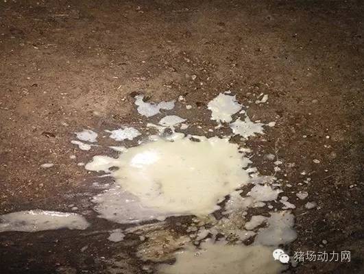 母猪产后应急解决方案,母猪产后流脓不吃食