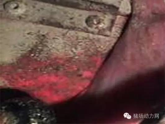 母猪产后应急解决方案,母猪产后流脓不吃食