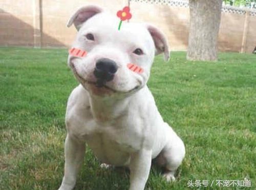 狗狗生理常识大全,狗狗生理常识