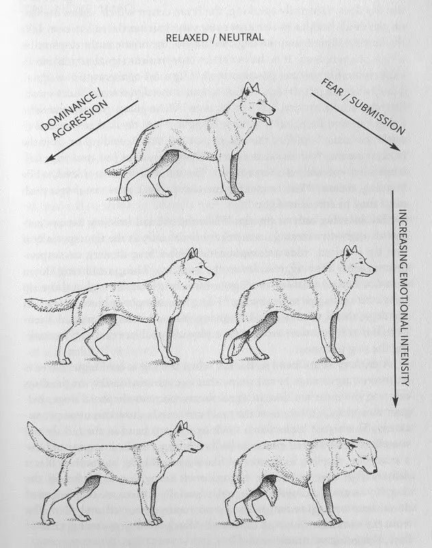 掌握狗的语言交流
