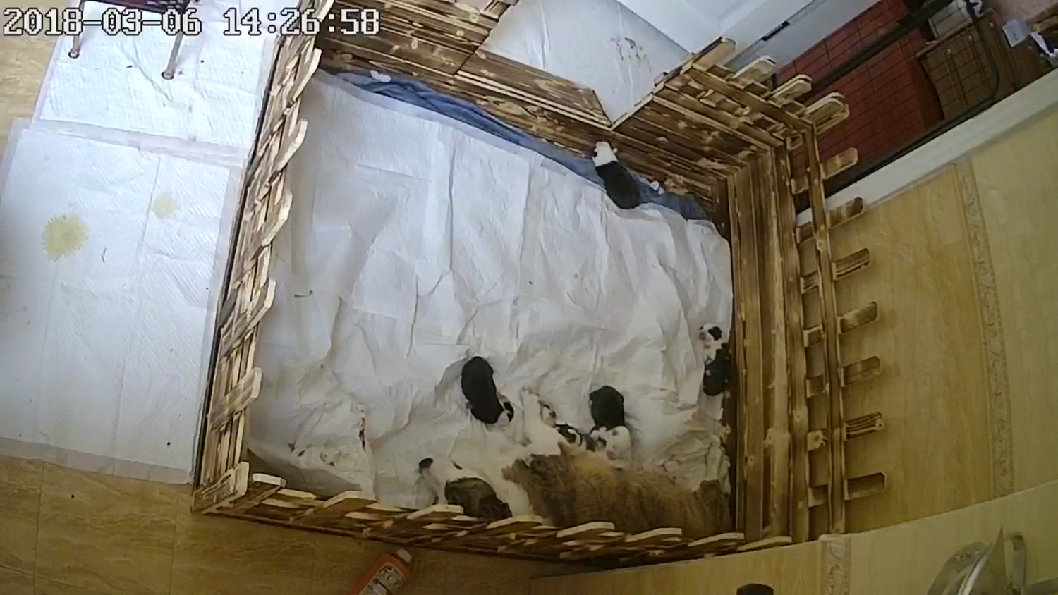 小奶狗最后一次吃奶,小奶狗不吸奶瓶怎么办