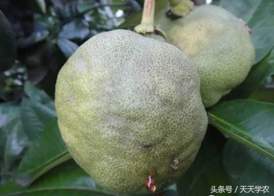 柑橘黄化不一定是缺素,引起柑橘黄化的原因有哪些