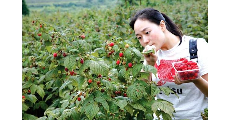 树莓投资多少钱一亩,树莓贵