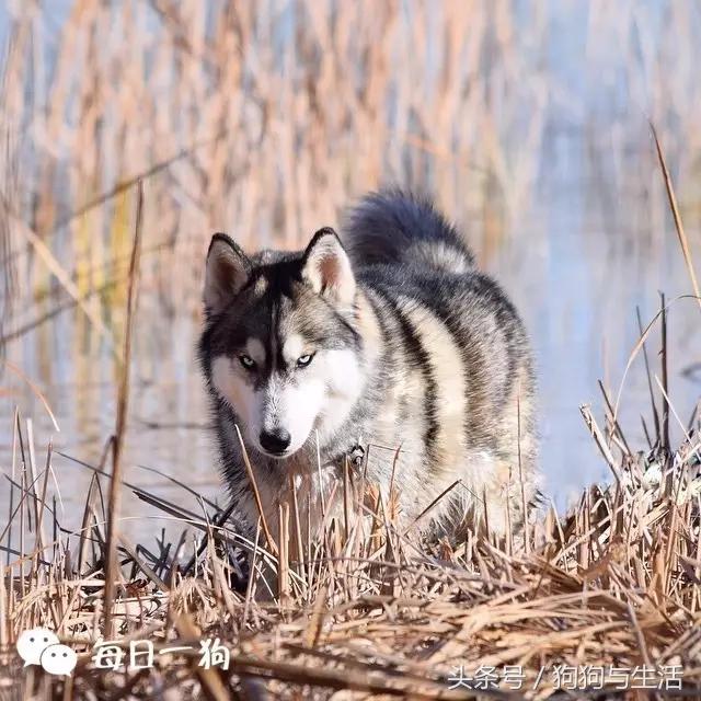 哈士奇西伯利亚俄罗斯,哈士奇西伯利亚雪橇犬