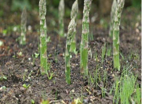 芦笋种植的方法和条件,芦笋种植技术方法与时间