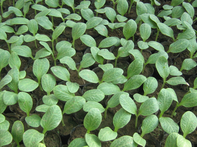 种西瓜从育苗到生西瓜的全过程,露地西瓜育苗什么时间育苗好