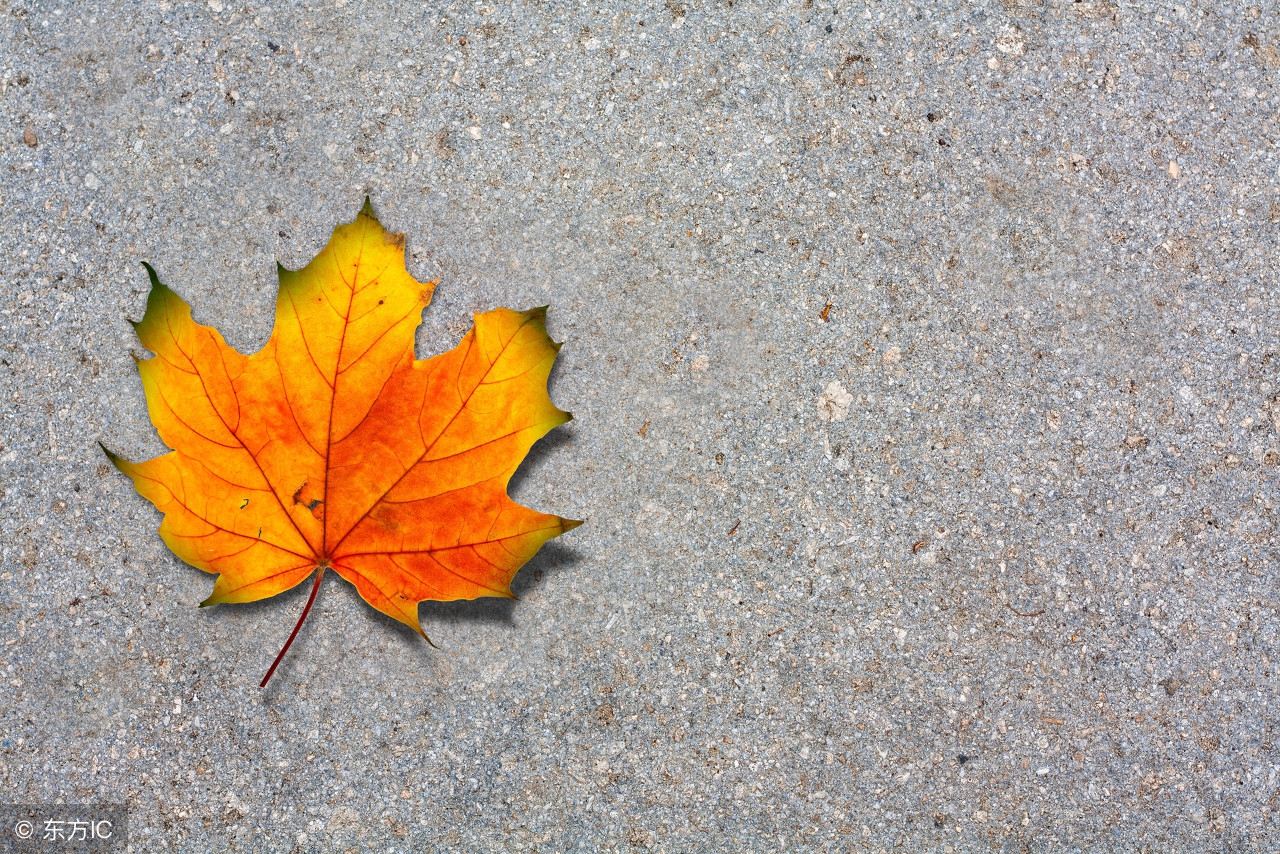 说一说十月怀胎~12周