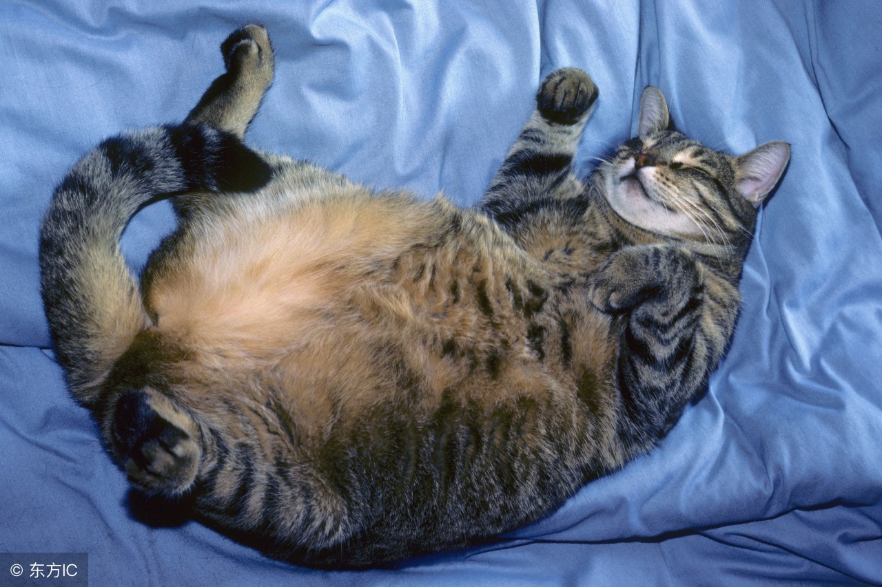 猫咪太能吃可以一直喂吗,防止猫咪肥胖吃什么