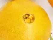 吃完橙子洗了手还是黏黏的,吃完橙子后用不用洗手