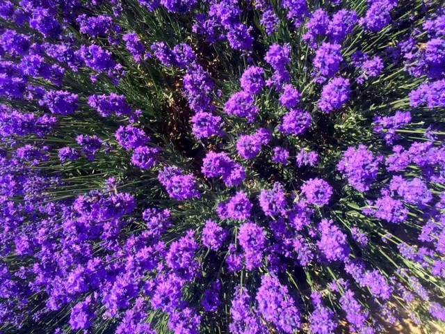 薰衣草的花语是什么语言写的,薰衣草的花语完整版