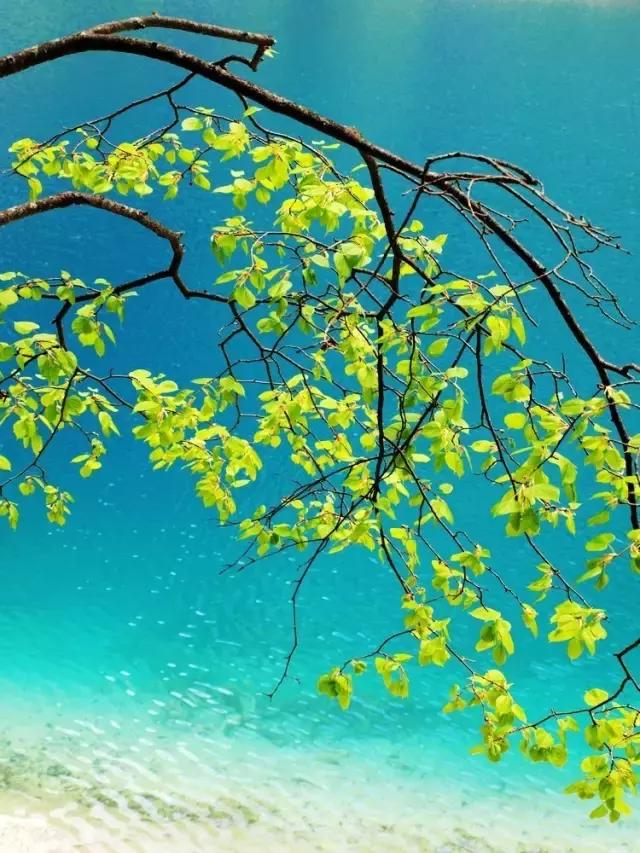 九寨沟震后形成新景观,人间仙境九寨沟震后依然山清水秀