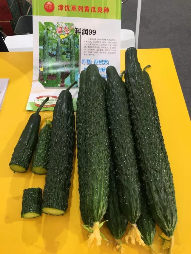 选黄瓜窍门,选择好的黄瓜