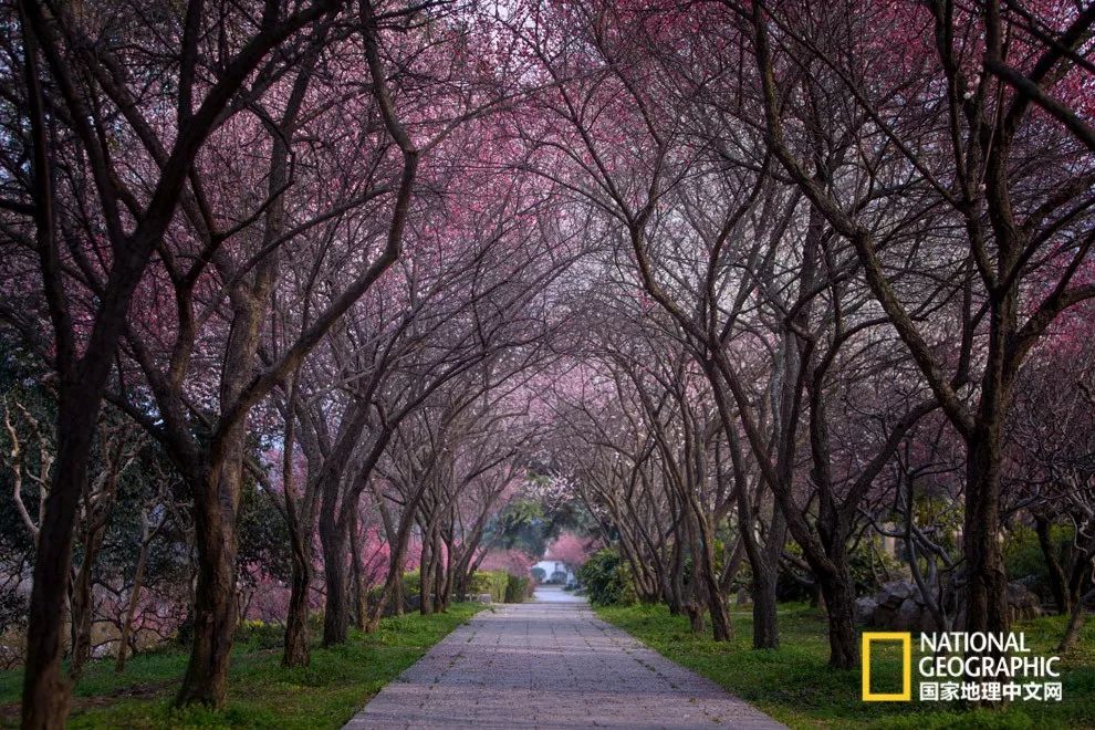 错过需再等一年！来南京看万株梅花海“淡粉宫妆”！