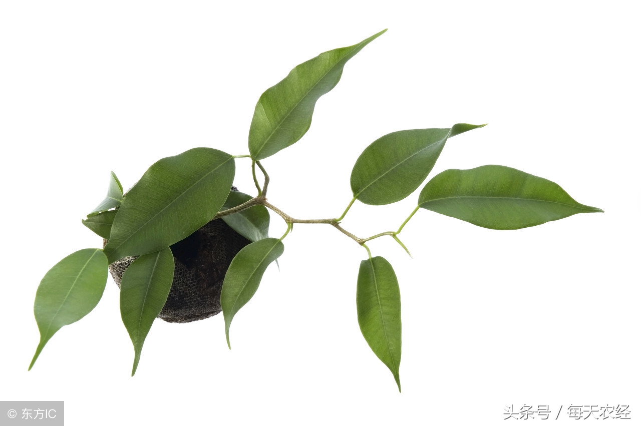 植物生长剂的正确使用方法,植物生长的抑制剂和促进剂