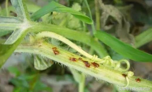 西瓜病害高清图谱大棚,西瓜各种病害叶子图谱