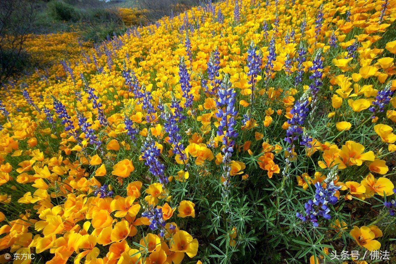 无神论的佛教是真的吗,佛教无神论什么意思