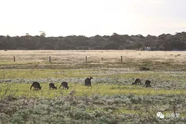 「白兔堂」可能只有不到10%的游客在澳洲玩到了这些！你玩对了吗？