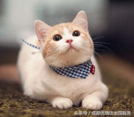 2018年美国海关禁止入境物品,美国海关禁带物品清单