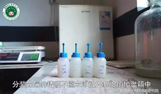 公猪怎样保证精子质量,公猪精子稀释教程