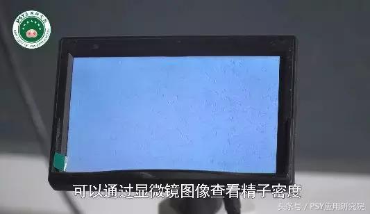 公猪怎样保证精子质量,公猪精子稀释教程