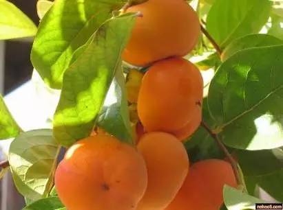 房山什么特产好吃又实惠,正宗房山特产在哪里