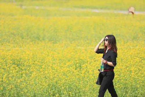 沈阳长白岛油菜花好去处,沈阳北陵区油菜花海