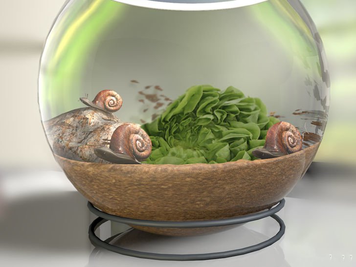 在家养蜗牛怎么养,如何养白玉蜗牛宠物