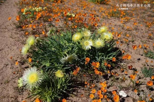 必看|台湾是中国的,多肉是世界的!