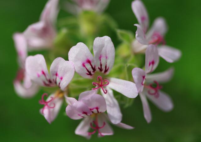 什么草驱蚊虫效果好,罗勒草有驱蚊虫的作用吗