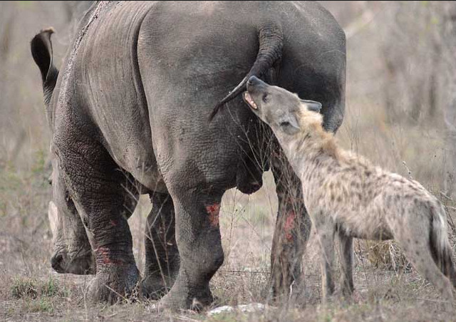 喜欢活吃动物胎儿，爱舔丁丁表示臣服，也是草原之王