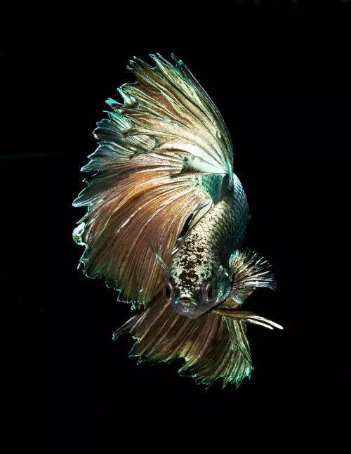 泰国斗鱼多少钱一只,泰国斗鱼超美