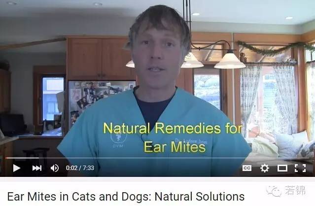 宠物耳螨怎么算痊愈,宠物有耳螨治疗要多少钱